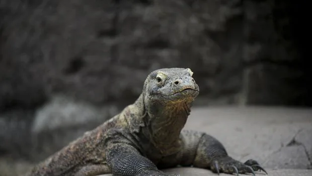 El zoo de Barcelona tiene dragones de Komodo