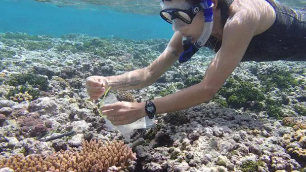 «Por primera vez podemos preguntarle a esos corales "¿cómo están?". Ellos no tienen un latido del corazón, no tienen pulso», se congratulan desde la Universidad de Stanford