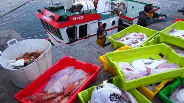 España debe reaccionar antes de que se acabe el pescado, advierte la organización Oceana