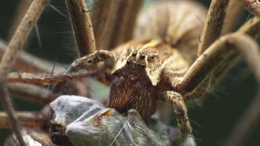 Araña pisaura