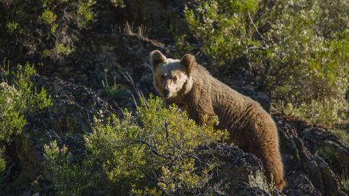 Oso pardo