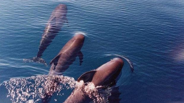 Los delfines mulares y los calderones tropicales sociabilizan en aguas de La Gomera