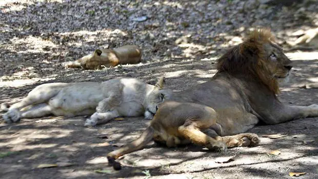 Un «baby boom» de récord en leones obliga a aplicar la «planificación  familiar» en dos zoos de La Habana