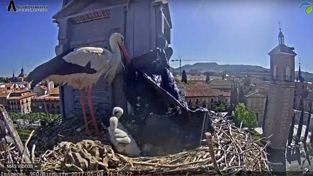 El viento se llevó la bolsa de plástico el mismo día que la pareja de cigüeñas lo subió a su nido en el tejado del Ayuntamiento de Alcalá de Henares (Madrid)