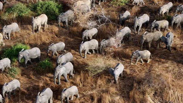 El Ejecutivo comunitario quiere luchar contra el tráfico de ese material, responsable de la caza ilegal de entre 20.000 y 30.000 elefantes cada año