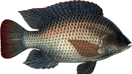 Tilapia