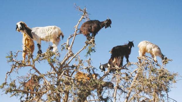 Las cabras trepadoras pueden pasar hasta tres cuartas partes de su tiempo subidas a los arganes en otoño