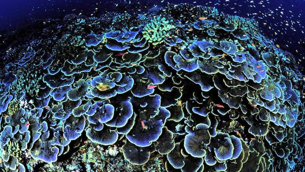 El helio-3 procedente del manto terrestre queda atrapado en los esqueletos de los corales negros