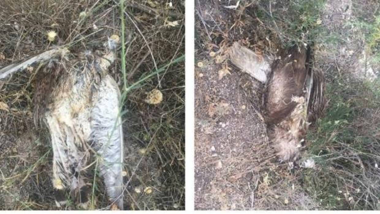 Los ejemplares encontrados muertos son dos buitres, tres águilas ratoneras y tres cernícalos