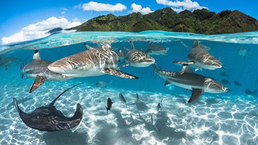 Finalista del concurso fotográfico de 2016 para celebrar el Día Mundial de los Océanos