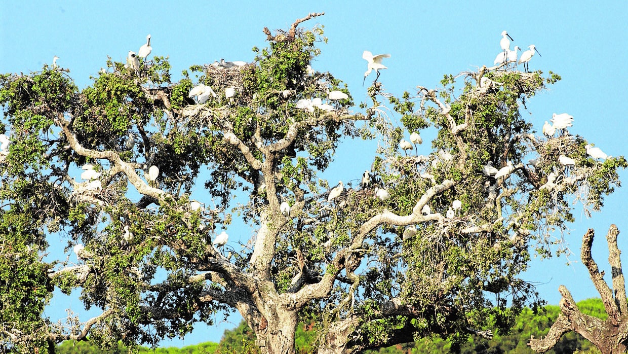 Doñana es un paraíso para las aves