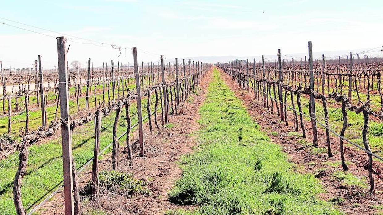 Viñedo con un manto vegetal entre las hileras para evitar la erosión del suelo, pudiendo llegar a reducirse hasta en un 90%