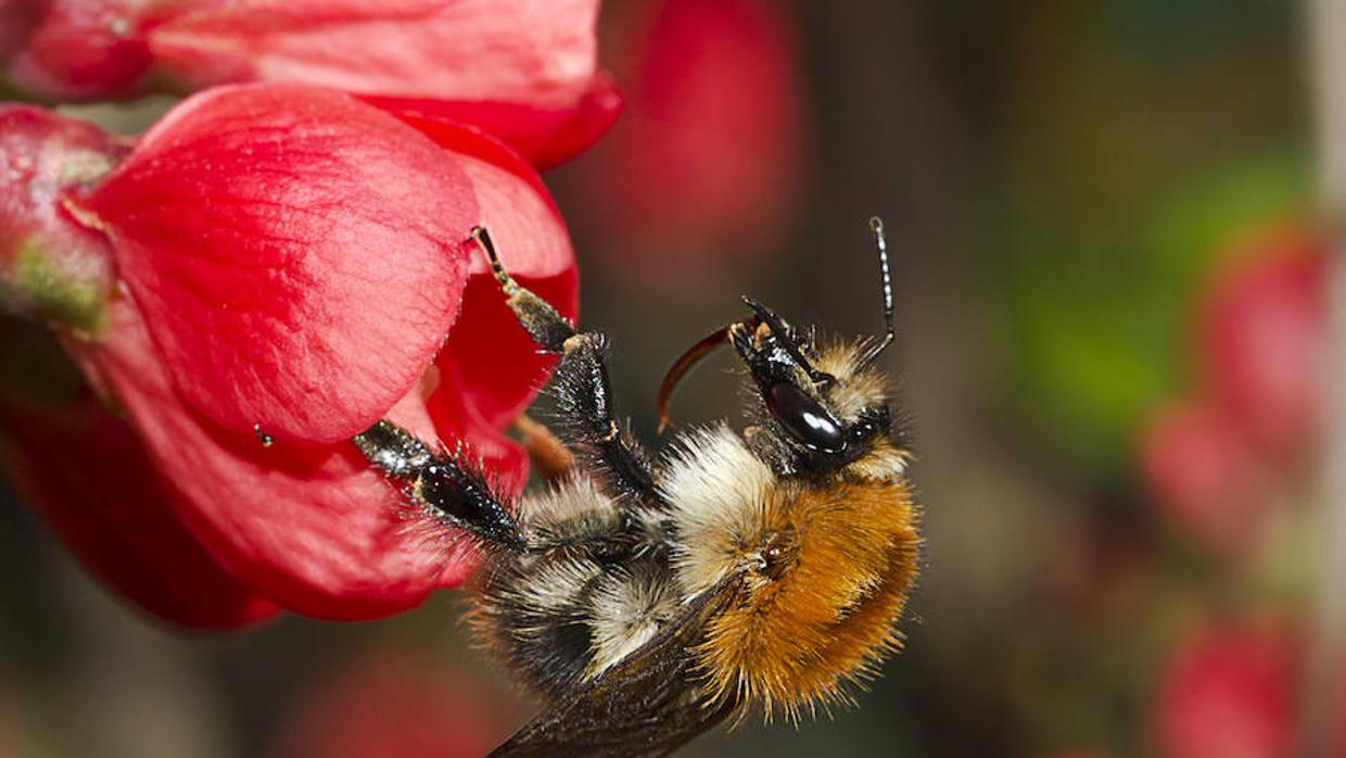 El polinizador más importante después de la abeja es el abejorro