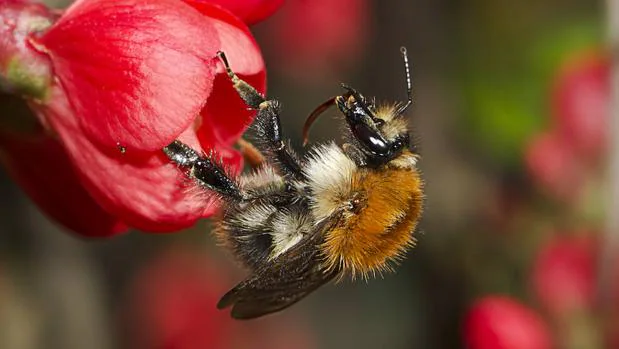 El polinizador más importante después de la abeja es el abejorro
