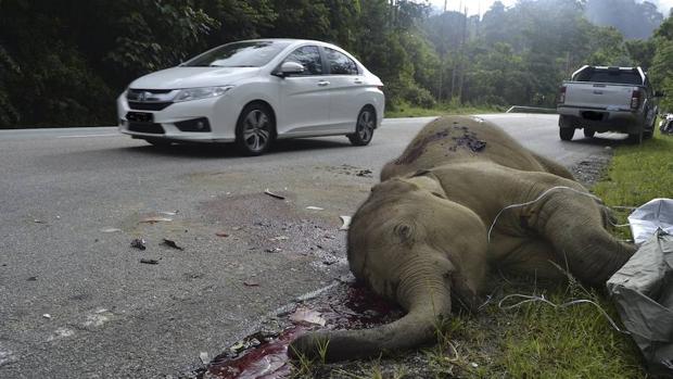 Una cría de elefante ha sido hallada muerta en una autopista de Malasia