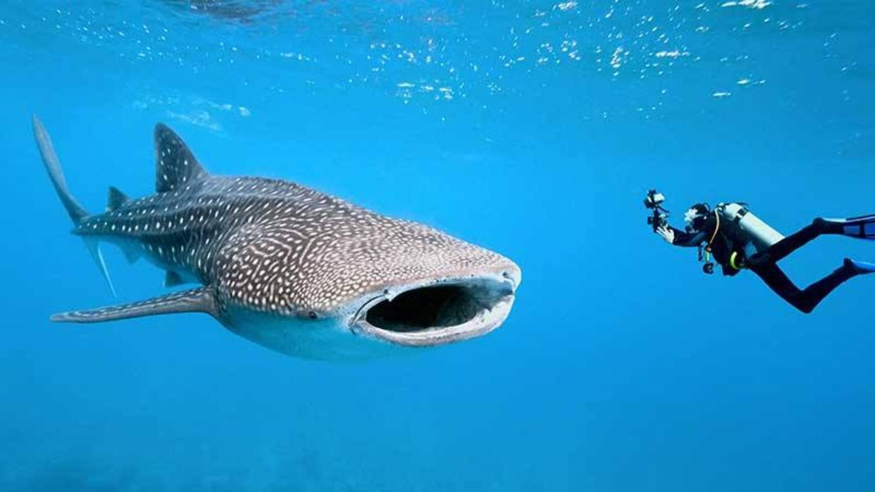 Isla Mujeres celebrará la décima edición del Festival del Tiburón Ballena entre el 20 y el 23 de julio