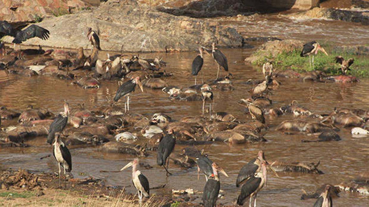 Cada año, más de un millón de ñus migran a través del ecosistema africano de Serengeti Mara