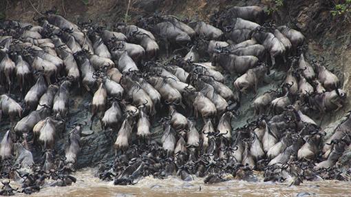 Millares de ñus perecen cuando cruzan el río de Mara