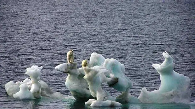 Los resultados obtenidos muestran que la concentración de mercurio ha disminuido en osos polares adultos un 13% cada año durante el periodo 2004-2011