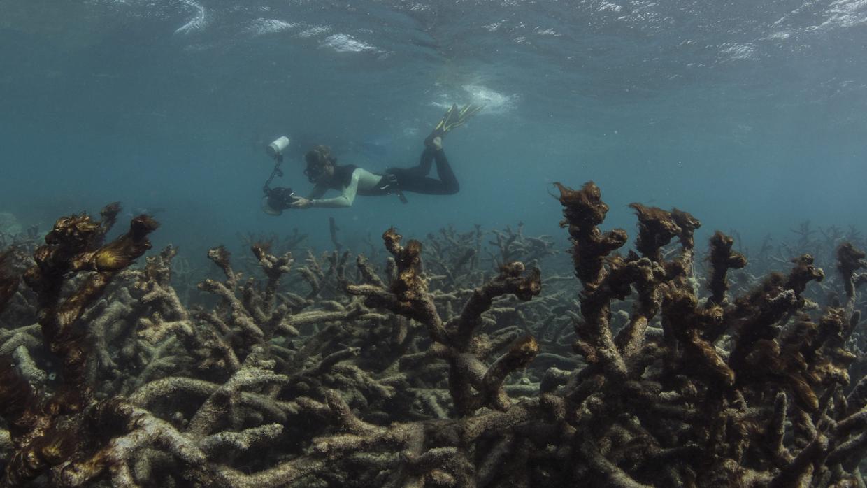 La Gran Barrera de Coral de Australia vale el equivalente de doce Casas de la Ópera de Sídney