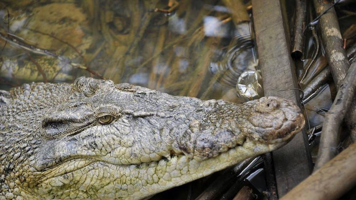 Los bomberos lograron capturar al animal unos 90 minutos después de que comenzara el lance entre hombre y reptil