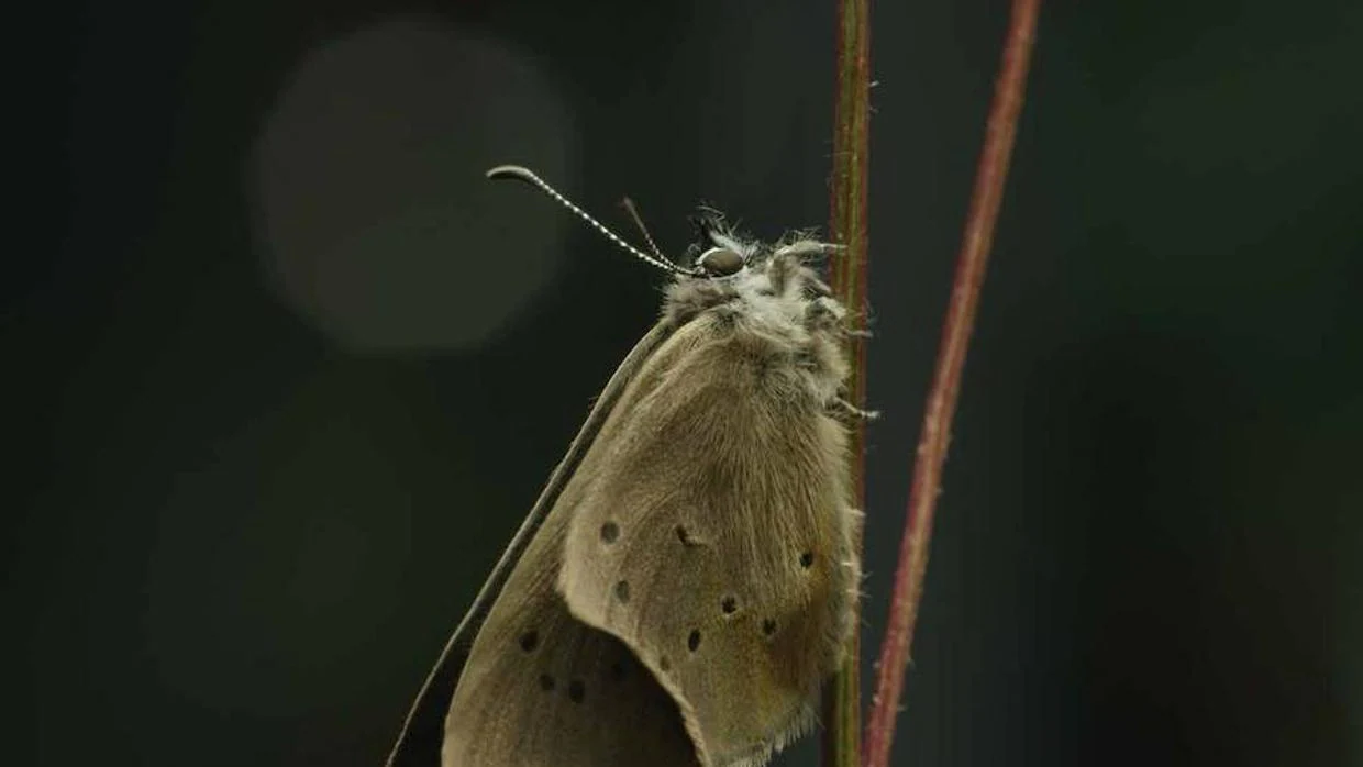 Mariposa hormiguera oscura (Phengaris nausithous)