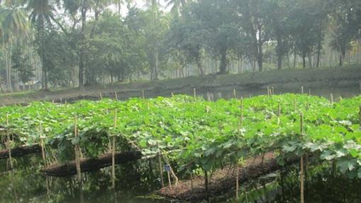 Jardines flotantes de Bangladesh