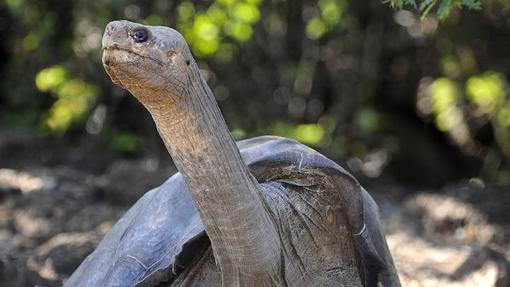 Las Islas Galápagos son Patrimonio de la Humanidad