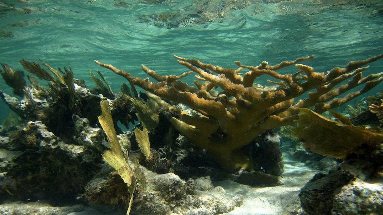 Una especie de coral puede construir su esqueletos de carbonato de calcio de forma más rápida y en piezas más grandes de lo que se creía hasta ahora
