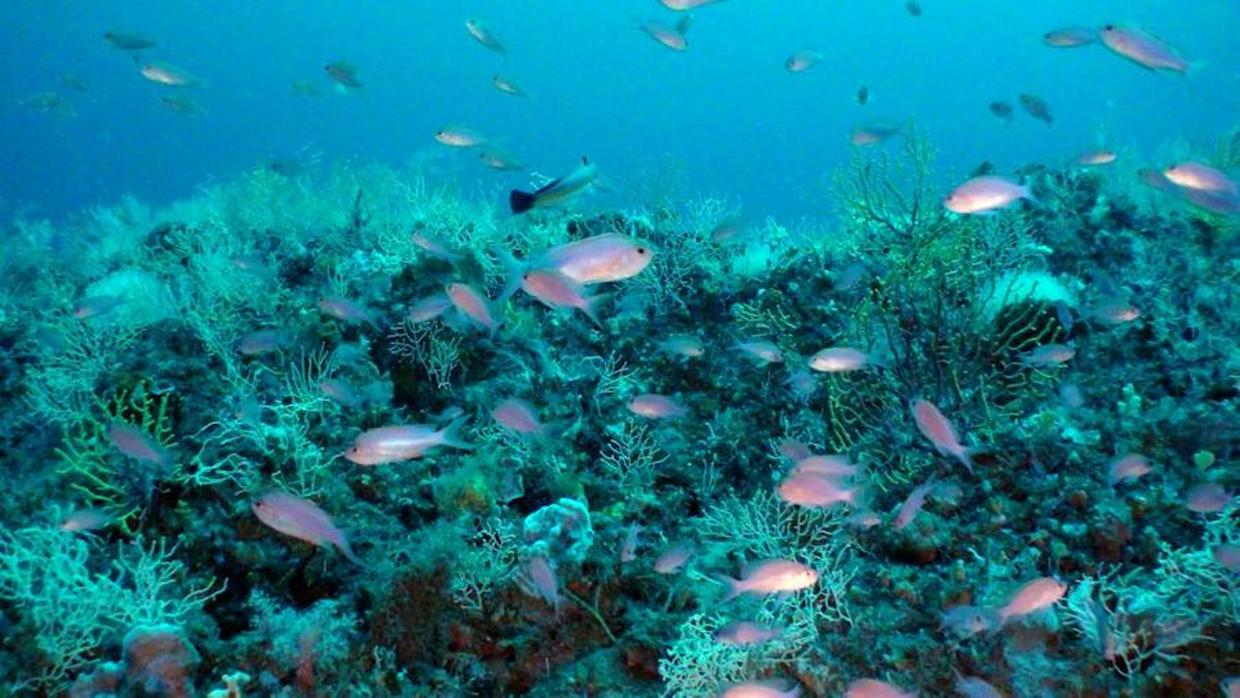 Algunas especies marinas han decrecido hasta un 90% en las últimas décadas