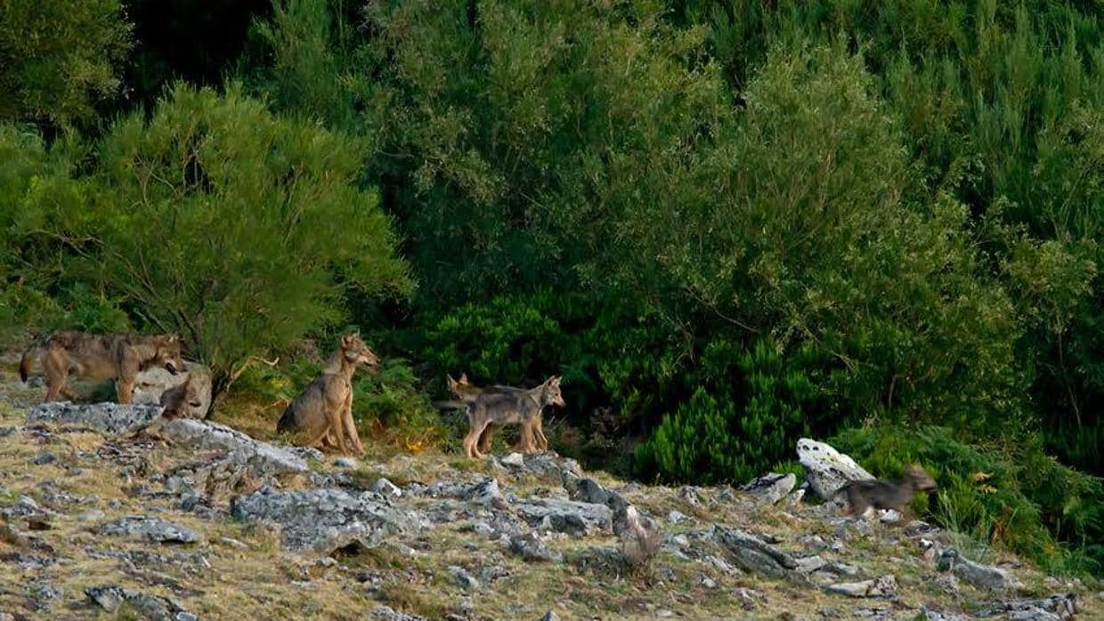 La prohibición temporal ha evitado la caza de 1.691 ejemplares de oso, lobo y gatos silvestres en Rumanía durante los últimos nueve meses