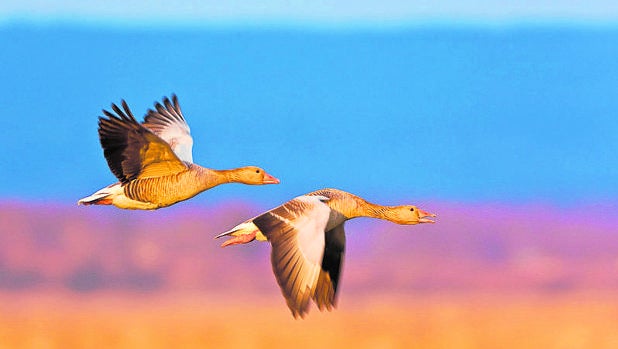 Los «controladores aéreos» de las aves: diez horas al día contando pájaros para predecir el cambio climático