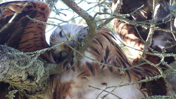 Llega el otoño y la colocación de cebos envenenados en el campo