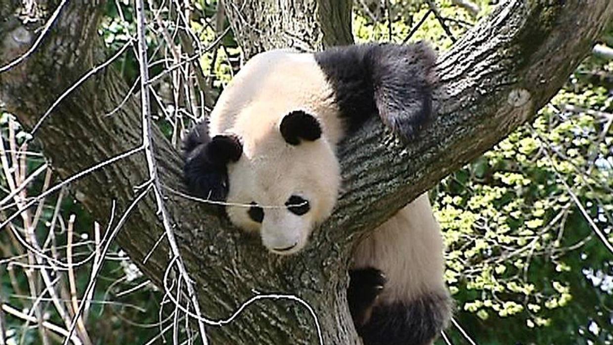 En la actualidad el hábitat del oso panda está en peores condiciones que cuando la especie fue clasificada «En Peligro» por la UICN en 1988