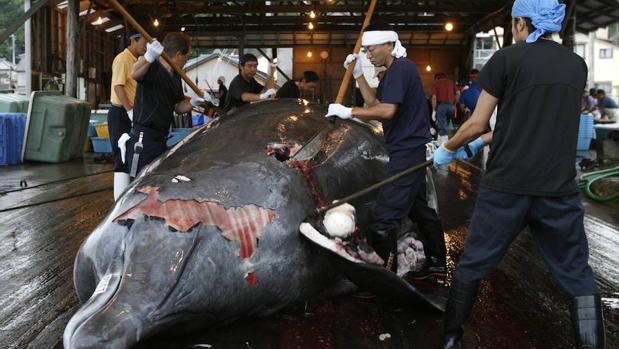 Japón finaliza la temporada ballenera en el Pacífico Norte con 177 capturas
