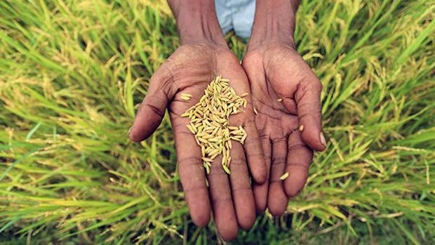 Siete ejemplos de cómo la tecnología nuclear mejora la alimentación