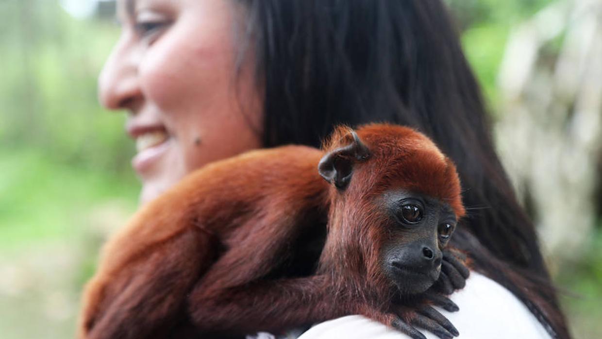 La Isla de los Monos es accesible por lancha solo en los momentos en que la corriente del río Amazonas lo permite