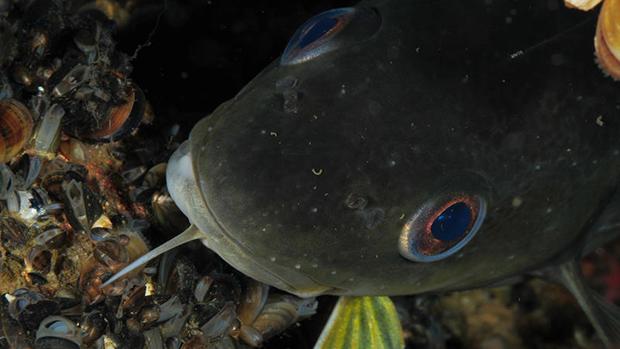 Un tercio de las especies marinas están en riesgo por el cambio climático