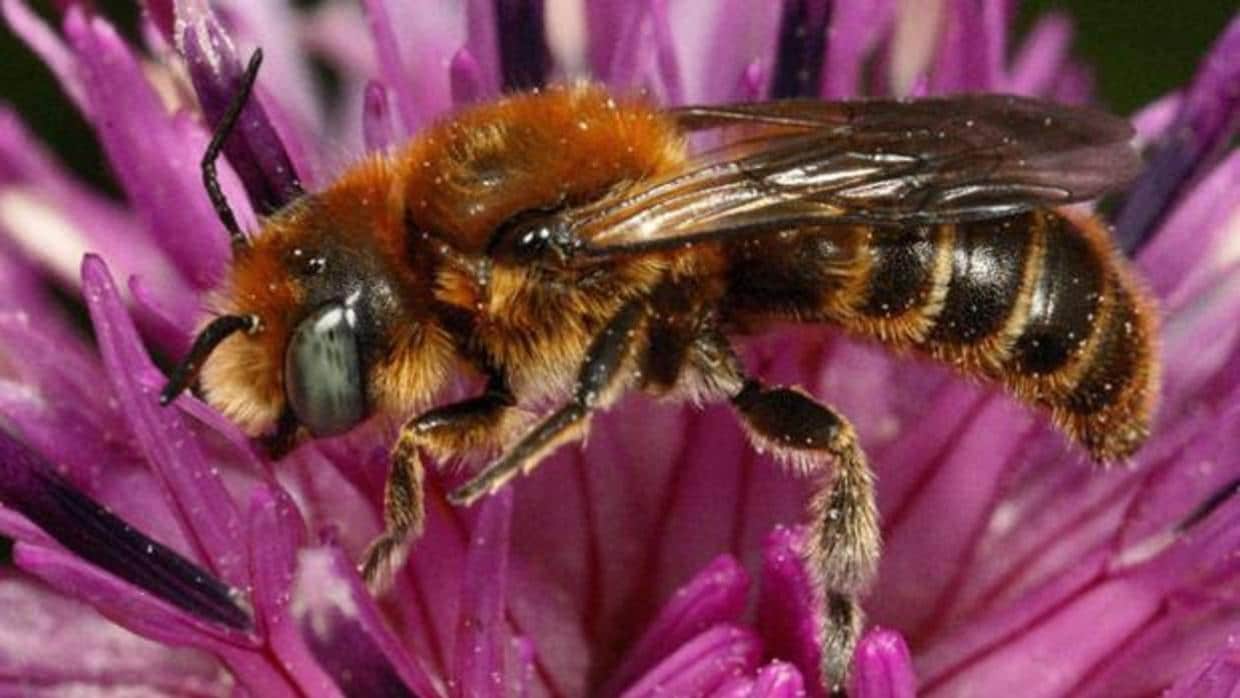 Un nuevo estudio confirma el dramático declive de los insectos en Europa