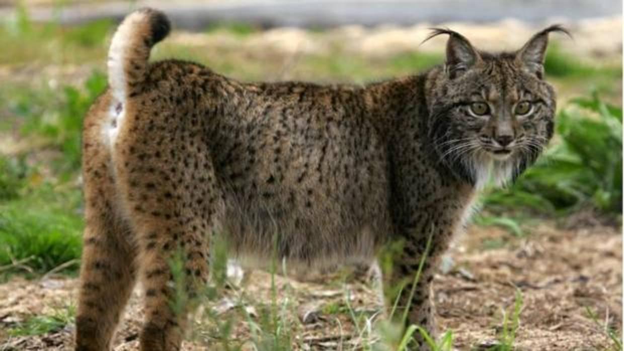 «La Garganta», enclavada en pleno Parque Natural Valle de Alcudia y Sierra Madrona, cuenta con la población de linces ibéricos en estado silvestre más importante de España (más de 30 ejemplares)