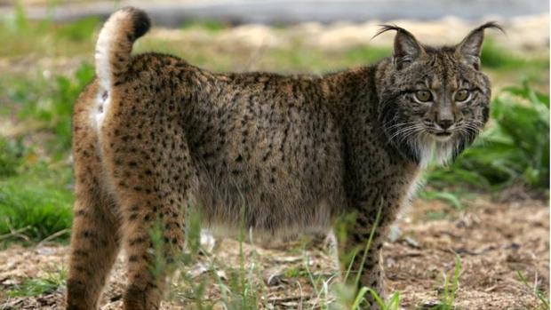 Confirman la presencia de más de 30 linces ibéricos en una finca de Castilla-La Mancha