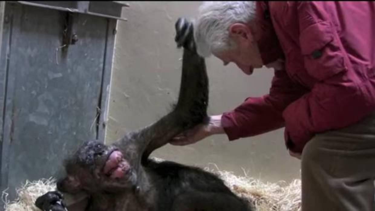 Mama murió en abril de 2016 con 59 años de edad. Era la matriarca más longeva que había tenido la colonia de chimpancés del zoo Royal Burgers de Arngem (Países Bajos)