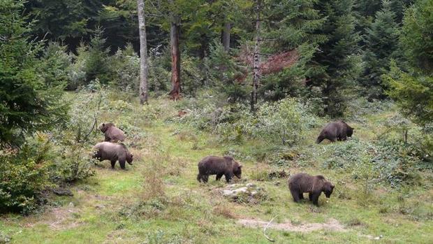 La UE ayudará a favorecer el asentamiento del oso pardo en Galicia