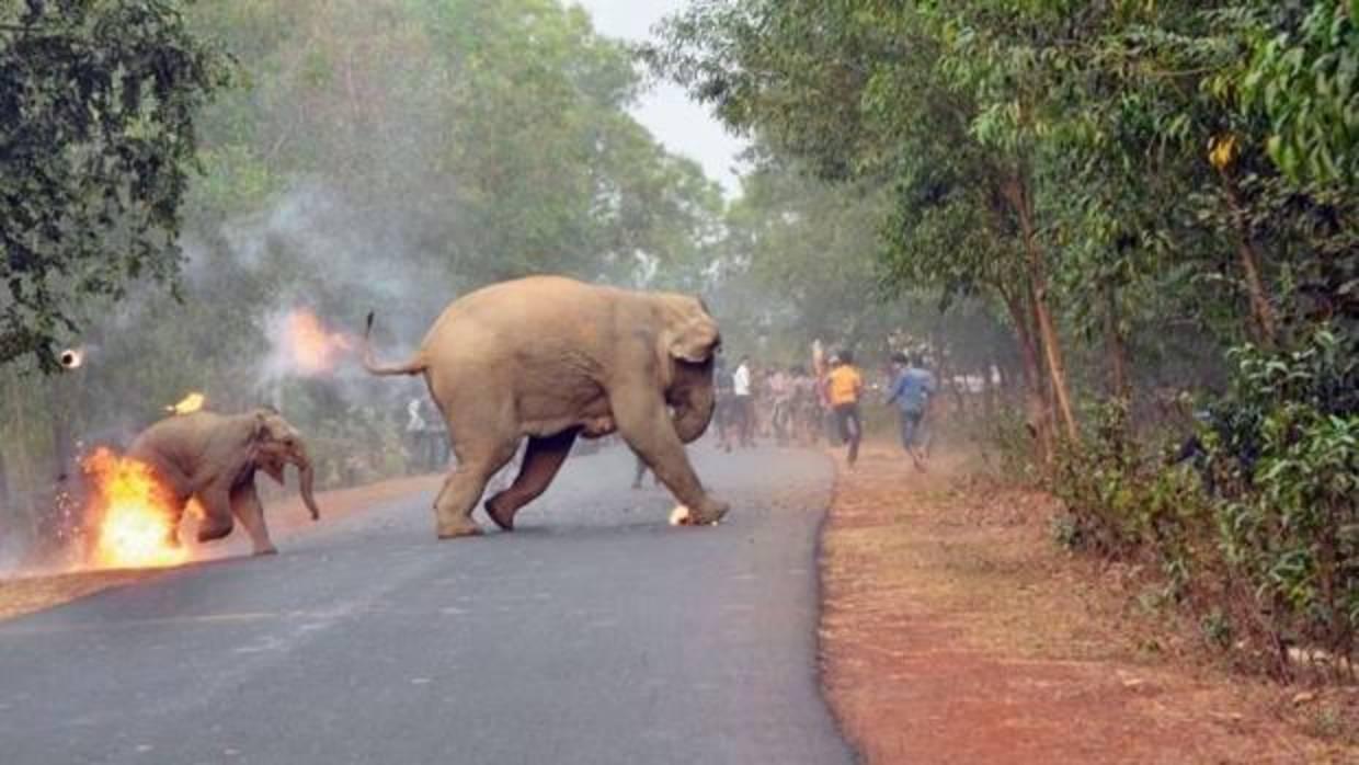 Prender fuego a los elefantes, un tipo de humillación habitual en India