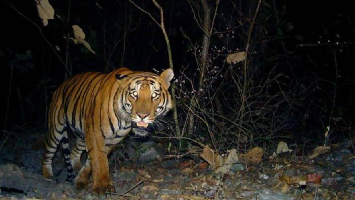 No se trata solo de proteger a la especie, sino también su hábitat del tigre