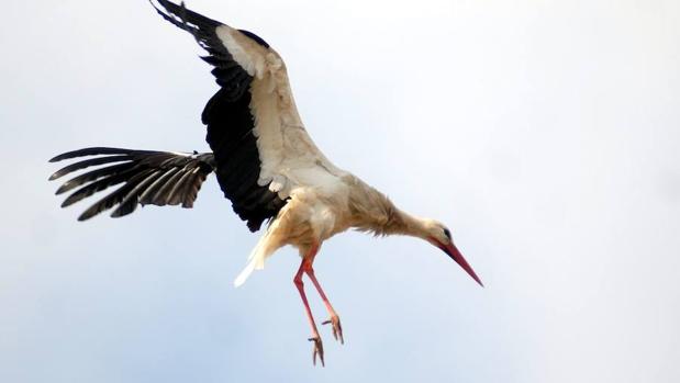 Detectan la presencia de filtros solares en los huevos de las aves de Doñana