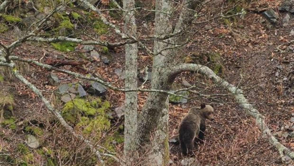 Un dispositivo de búsqueda trata de capturar a un oso herido en Cantabria