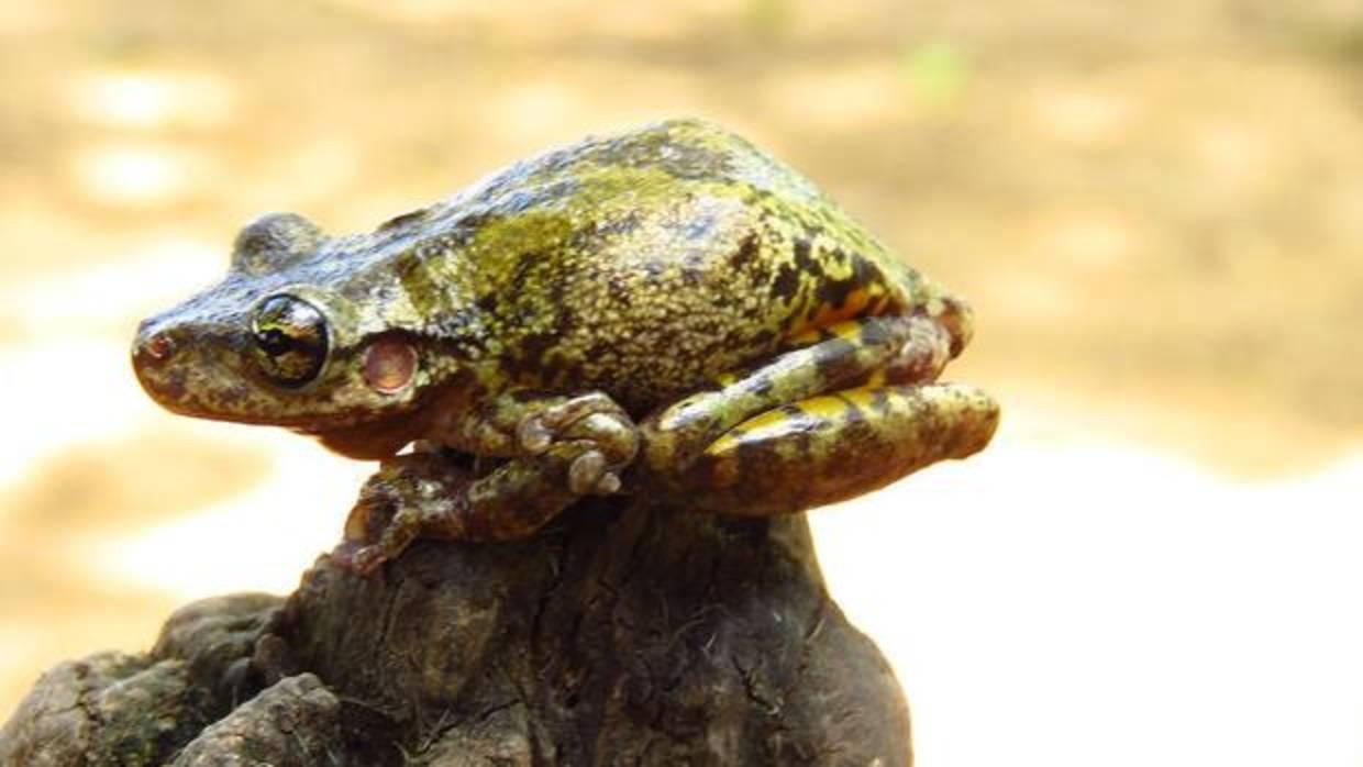 La rana Scinax ruber tiene en su piel antibióticos que la protegen de espacios contaminados