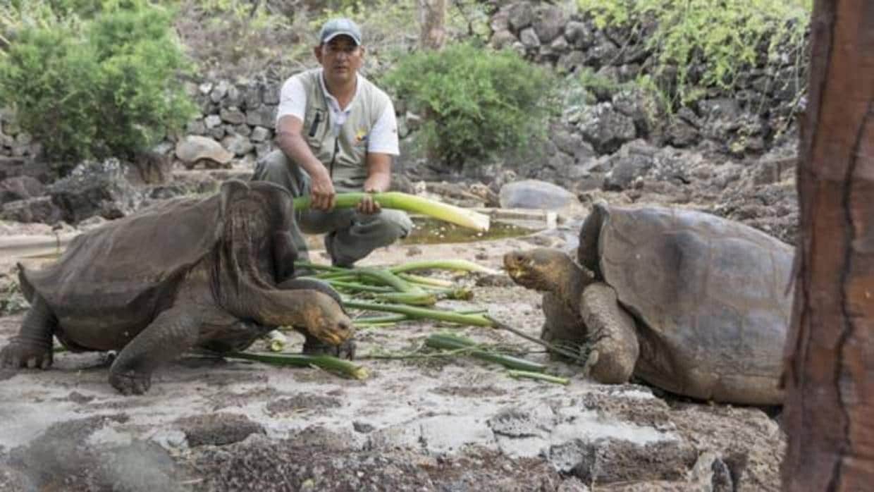 El caparazón «autovolteo» de las tortugas gigantes de Galápagos