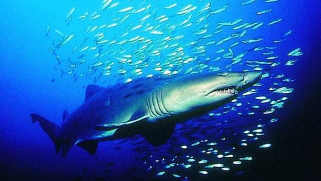 El temor de los peces a los tiburones aumenta las algas marinas en los arrecifes de coral